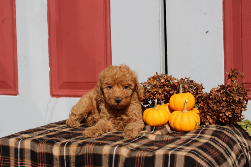 puppy, for, sale, Mini Poodle, Matthew B. Stoltzfus, dog, breeder, Gap, PA, dog-breeder, puppy-for-sale, forsale, nearby, find, puppyfind, locator, puppylocator, aca